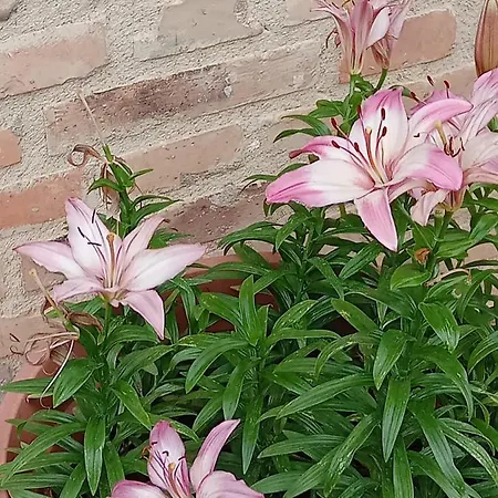 Campogrande Casa di campagna *